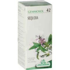 Specchiasol Solution Hydroalcoolique 42 Séquoia 50ml