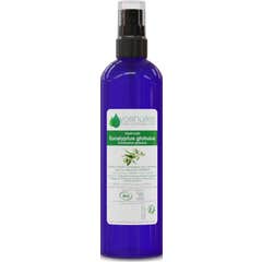 Voshuiles Hydrolat d'Eucalyptus Globulus Cosmos 100 ml