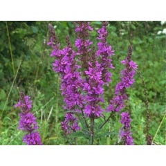 Pinisan Salicaria 40g