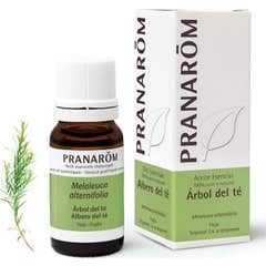 Pranarôm Huile Essentielle de Tea-Tree 10 ml