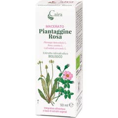 Caira Rose Plantain Macérat Gouttes Bio 50ml