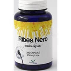 Cassis Cassis Cassis 60Cps