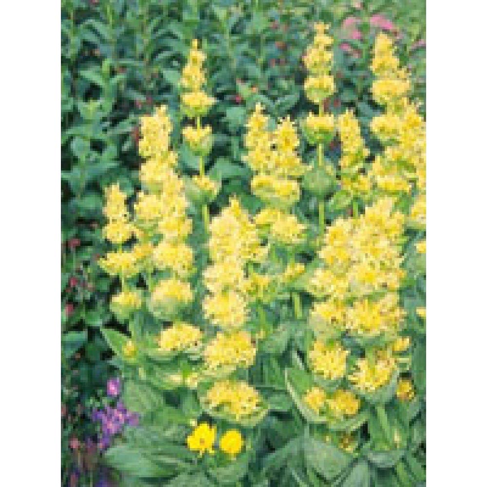Herboplanet Tsa Gentiana Lutea 50ml