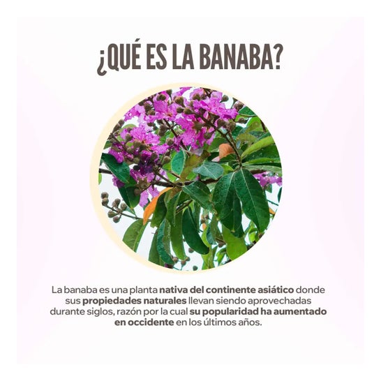 HSN Extracto de Banaba 10:1 500mg 120vcaps