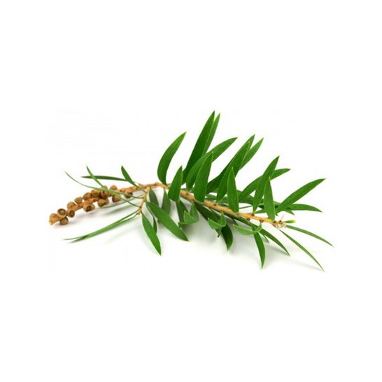 Extrait d'Aprolis 30ml