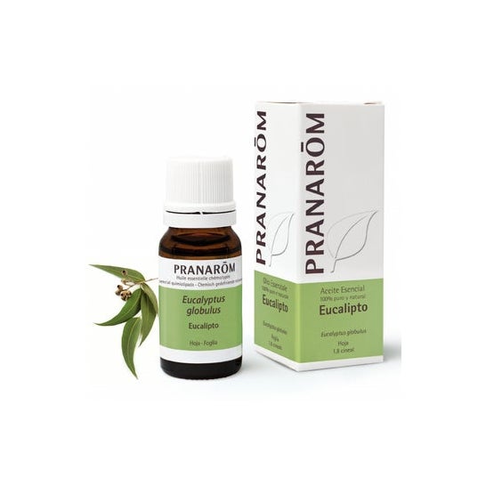 Pranarôm Huile essentielle Eucalyptus globuleux 10ml