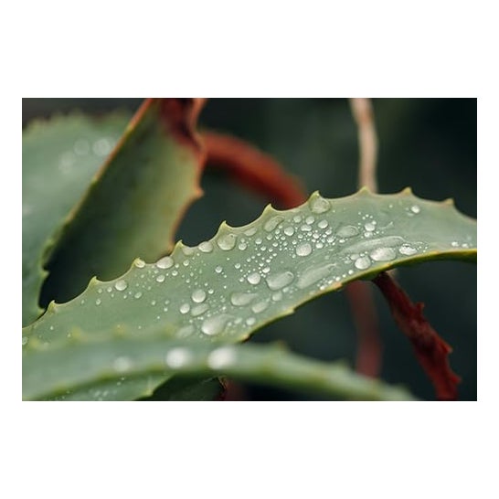 Mussvital Gel de bain Aloe vera 750 ml Mussvital Gel de bain Aloe vera 750 ml