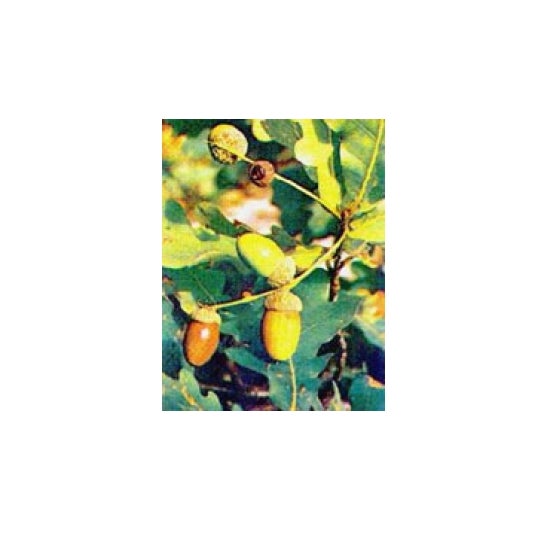 Msa Quercus Peduncol 50Ml