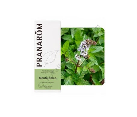 Pennyroyal Menthe 10ml Huile Essentielle