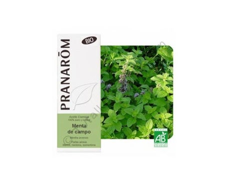 Menthe Poivrée Bio Champ 10ml Huile Essentielle