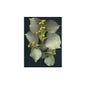 Msa Tilia Tomentosa 50Ml