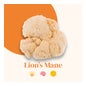 French Mush Lion's Mane Poudre Bio 30g