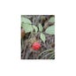 Msa Rubus Idaeus 50Ml