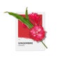 Solinotes Eau de Parfum Gingembre 50ml